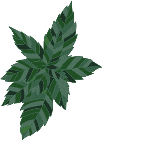 Peppermint Tea