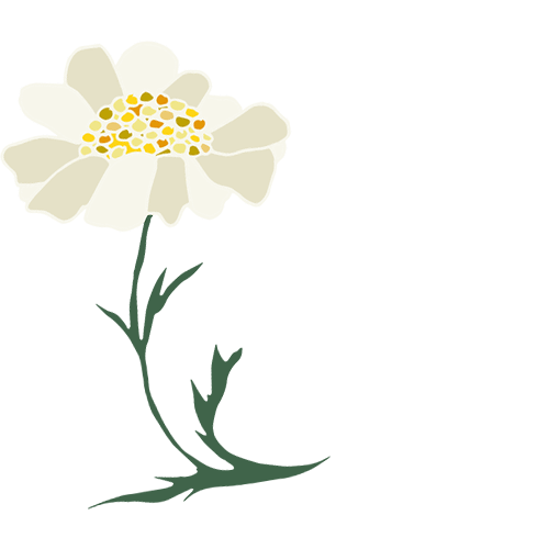 Camomile Tea