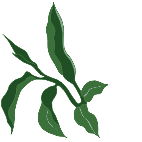 Greenypeeps Pure Green Tea